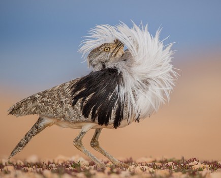 Puff perfect by José Juan Hernández Martinez, Spain. Animal Portraits Winner. Nikon D3S + Sigma 150–600mm f5–6.3 lens at 600mm; 1/1000 sec at f6.3; ISO 800; Manfrotto tripod + Benro head © José Juan Hernández Martinez/Wildlife Photographer of the Year