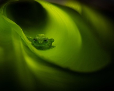 green glass frog perched on dark green leaf