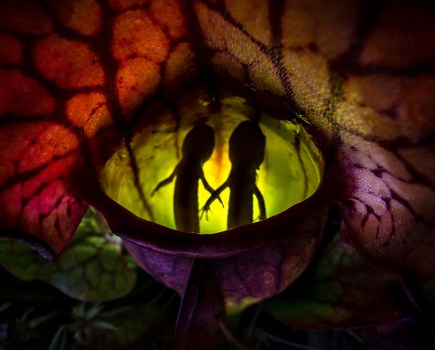 CUPOTY Close-up Photographer of the Year and Animals category winner Samantha Stephenson