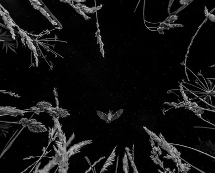 night photo bat flying Neil ensured flash wouldn’t upset the bat before taking this amazing image ethical wildlife photography