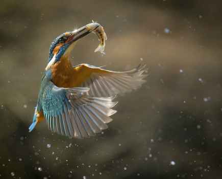 Ben Hall bird in flight