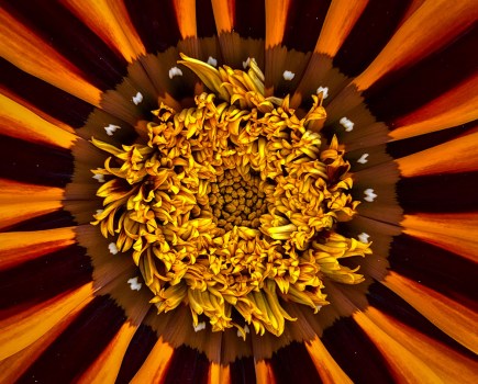 centre of an orange flower in Mel’s sister’s garden close-up macro smartphone