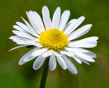 focus stacked macro image of a daisy flower