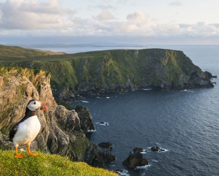 Atlantic puffin (Fratercula arctica) at clifftop edge, Hermaness National Nature Reserve, Unst, Shetland Islands, Scotland.