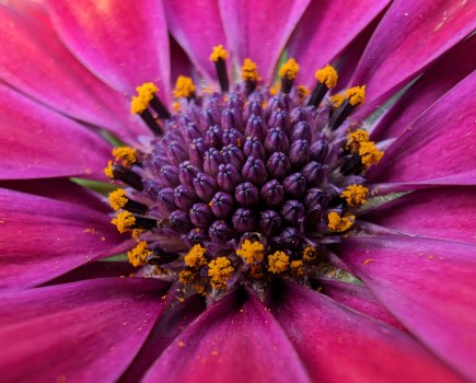 GooglePixel 8 Pro sample image macro, pink flower close up