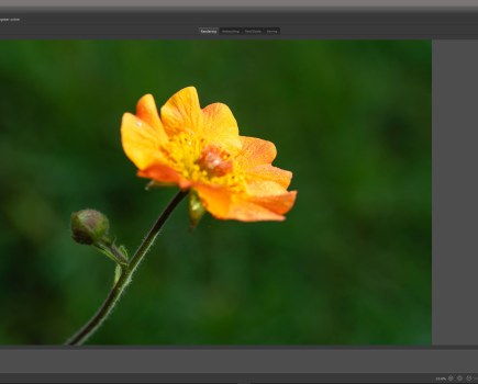 Focus stacking in Helicon, yellow macro flower