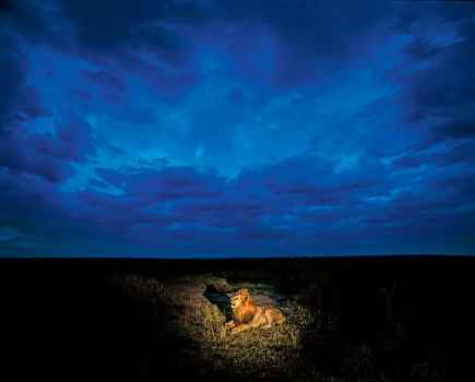 Lion, Maasai Mara, Kenya