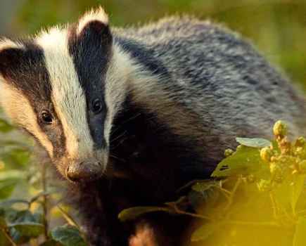 Capturing nocturnal animals - low-light photography
