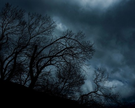 night landscape photography trees