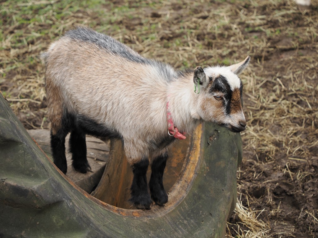 Cat and dog animal detection AF works with goats as well. Photo Joshua Waller