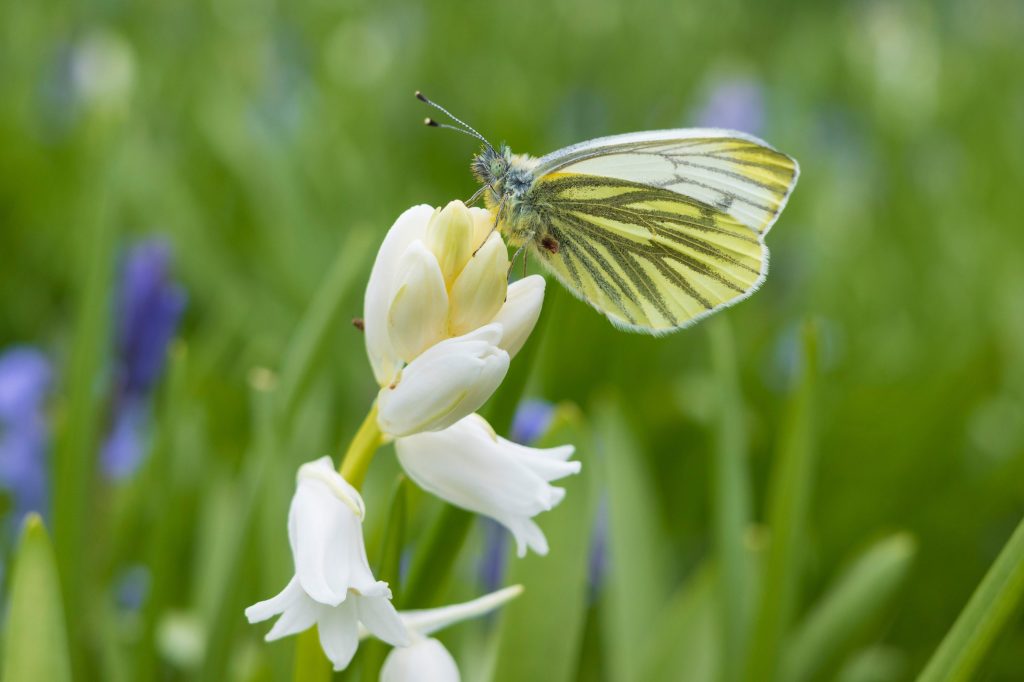 In this macro scene the image has been cropped from the 40mm focal length using in-camera editing