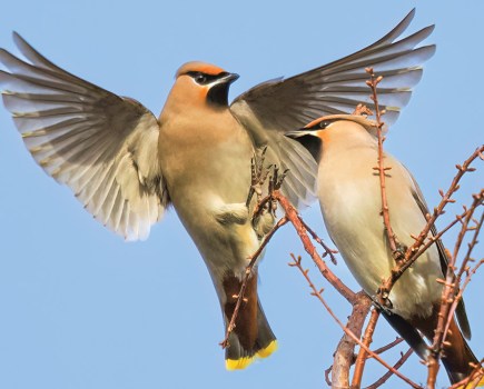 The OM-1 Mark II had no problem nailing focus on this incoming waxwing