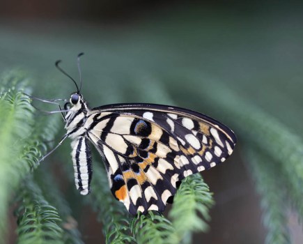 Will_Cheung_Butterlfy_ISO-12800_1024px